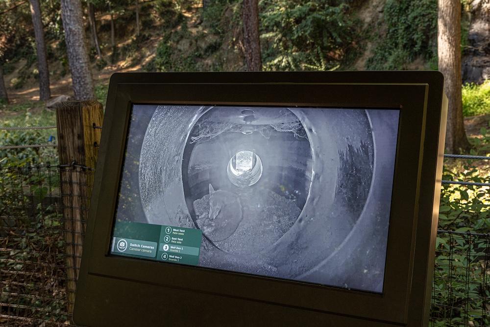 Red Wolves Get New Home in Cross-Country Rescue Effort - Image 2