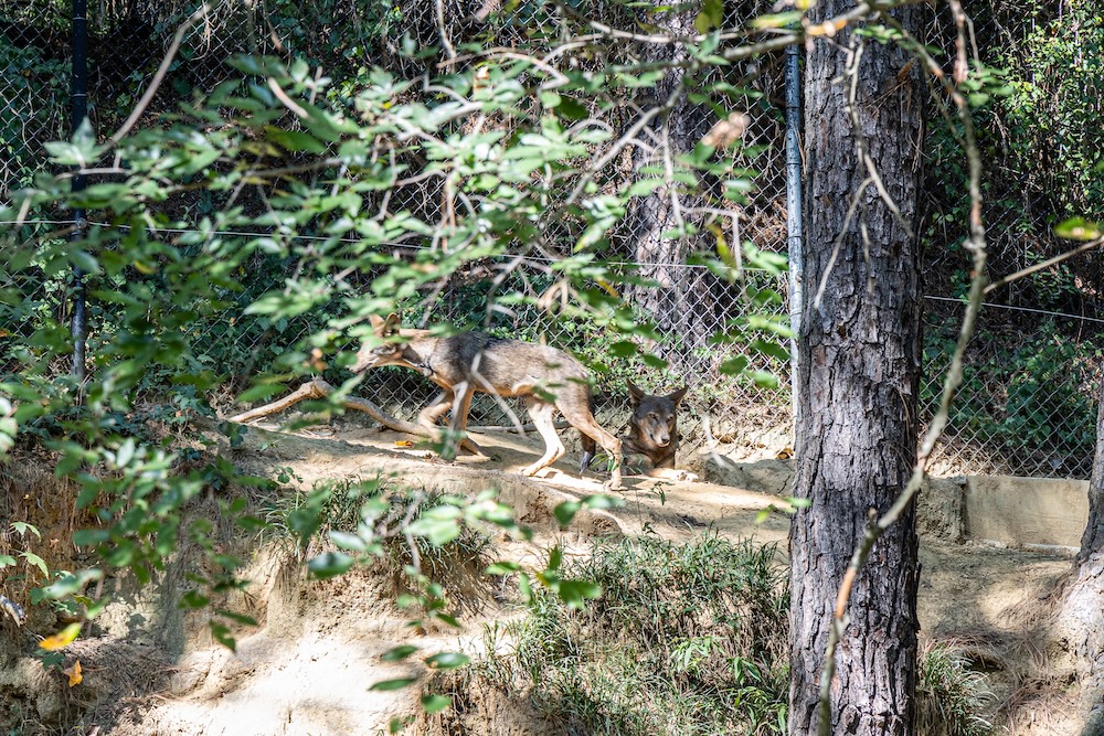 Red Wolves Get New Home in Cross-Country Rescue Effort