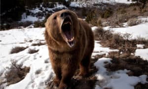 Man Breaks Ice to Save Trapped Dog From Frozen River - Image 5