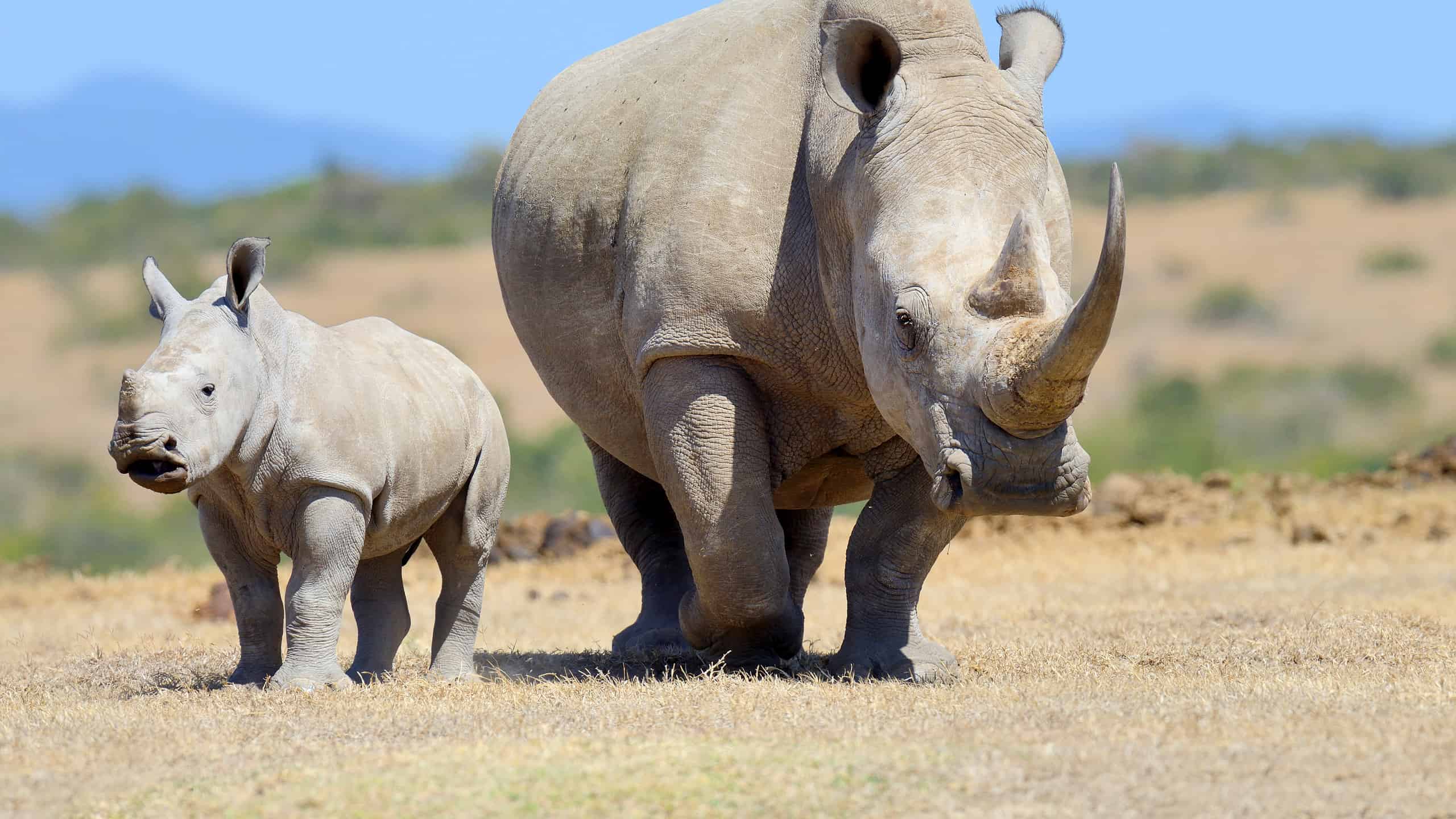 Two Rhino Species Double in Size After Conservation Wins