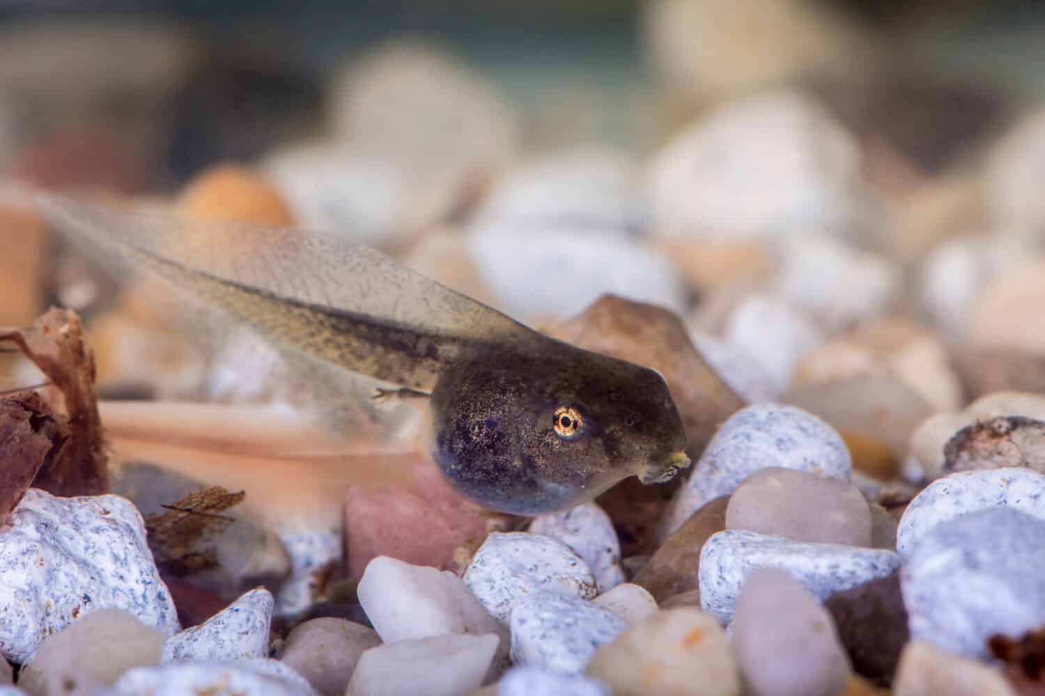 653 Endangered Frogs Released After California Wildfire