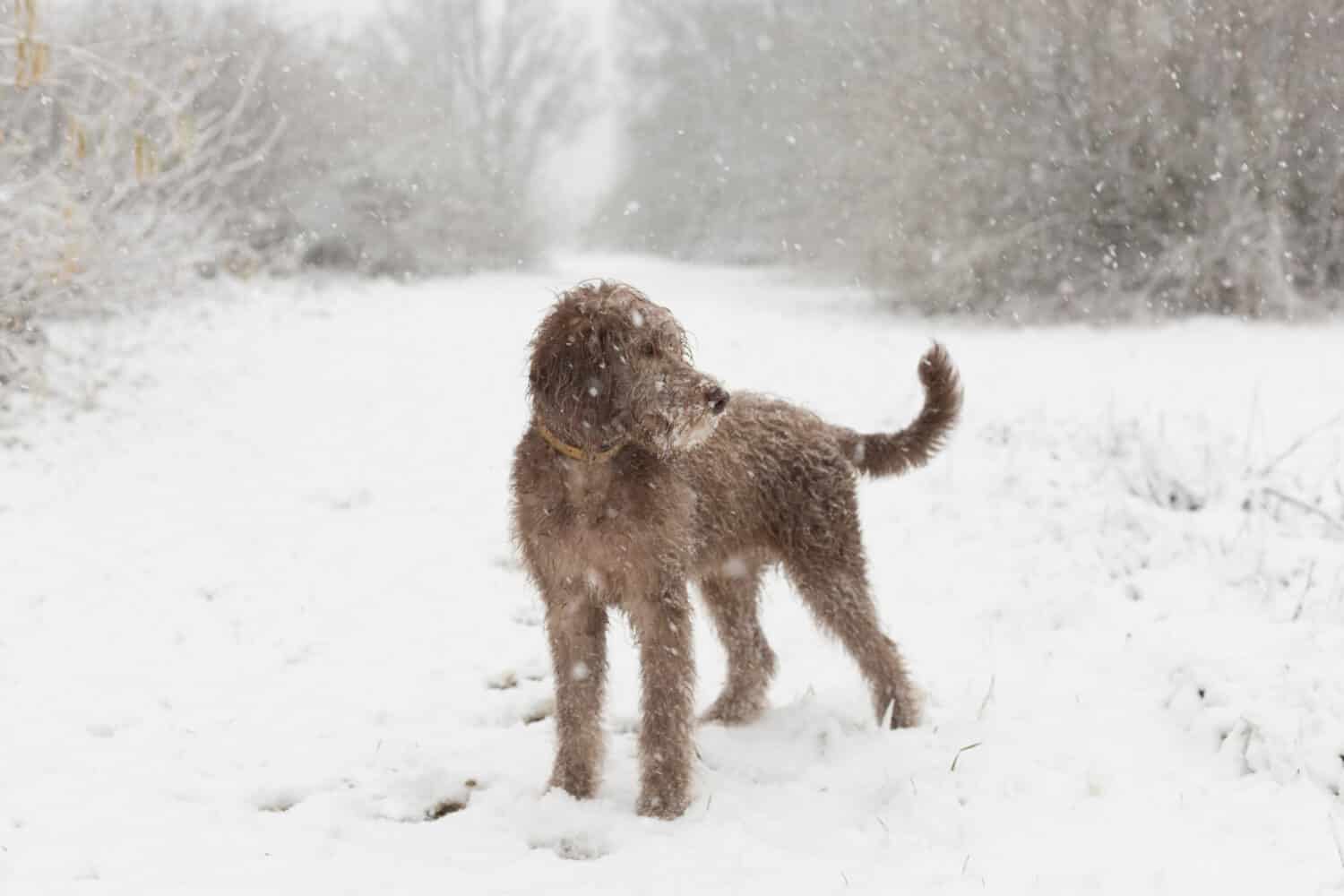 Man using stick to break ice in frozen river to rescue trapped dog