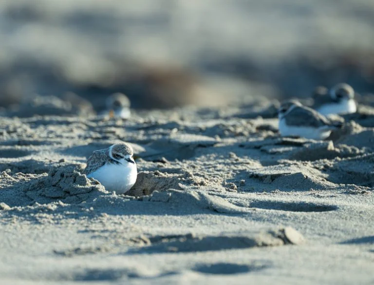500 Extinct Mice Just Got a Second Chance in California - Image 4