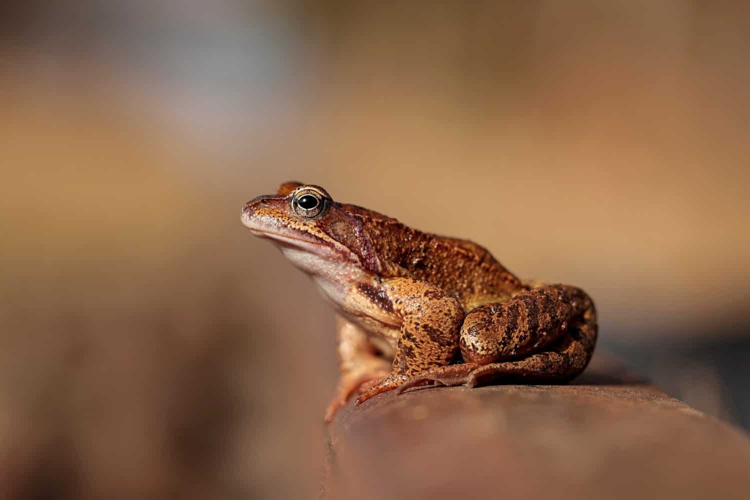 New York Volunteers Rescue 51,000 Amphibians from Roads