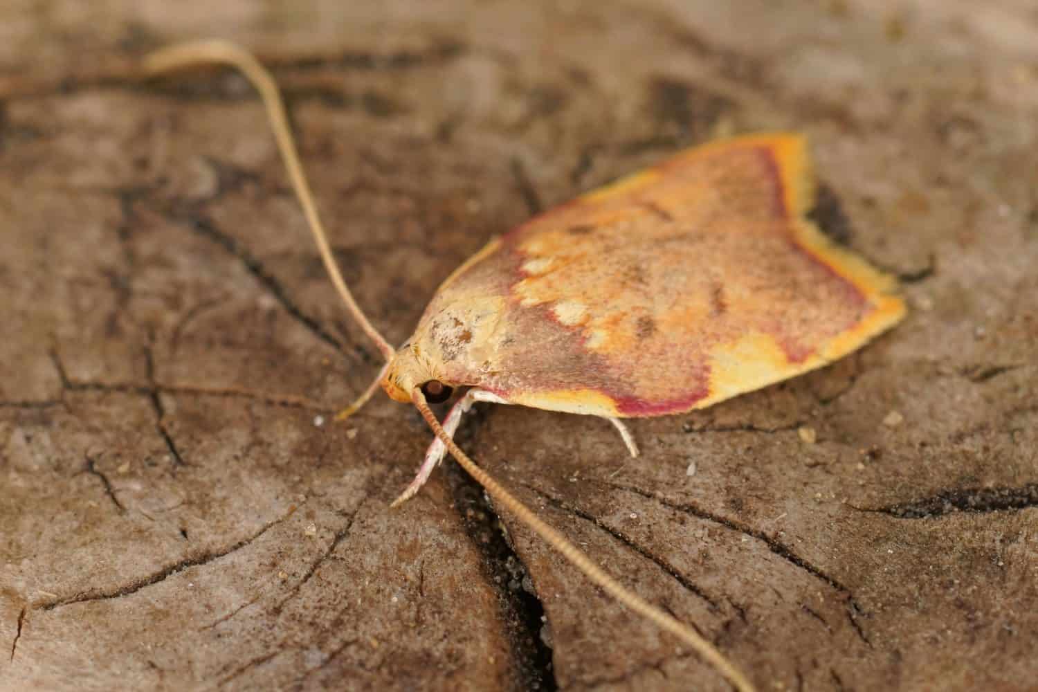 Scientist Names "Prettiest" New Moth Species After Wife