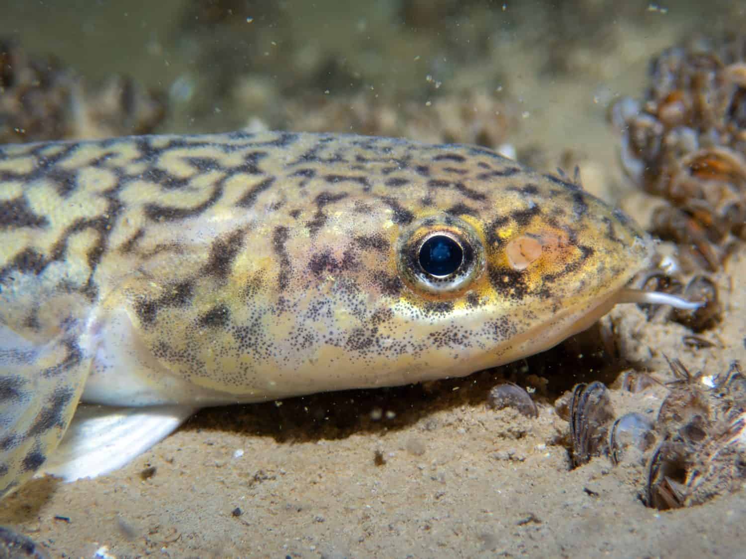 Idaho's 'Leopard Fish' Rebounds From 50 to Fishing Season
