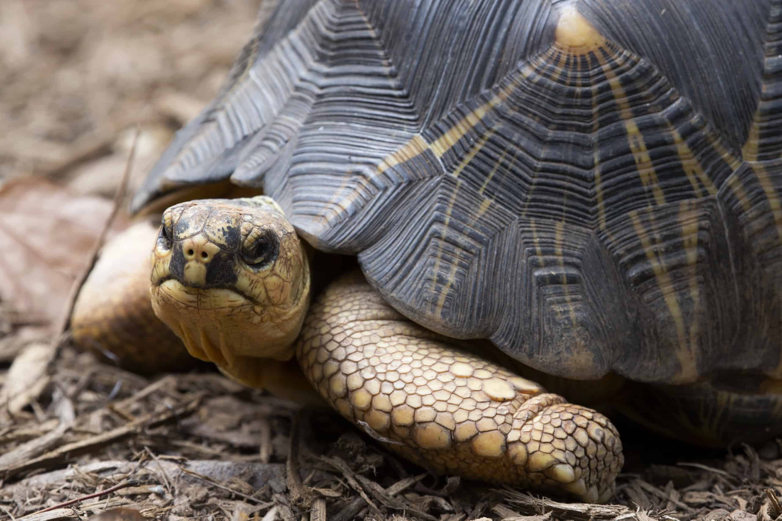 Zoo Atlanta Funds 7 Projects Saving Endangered Species