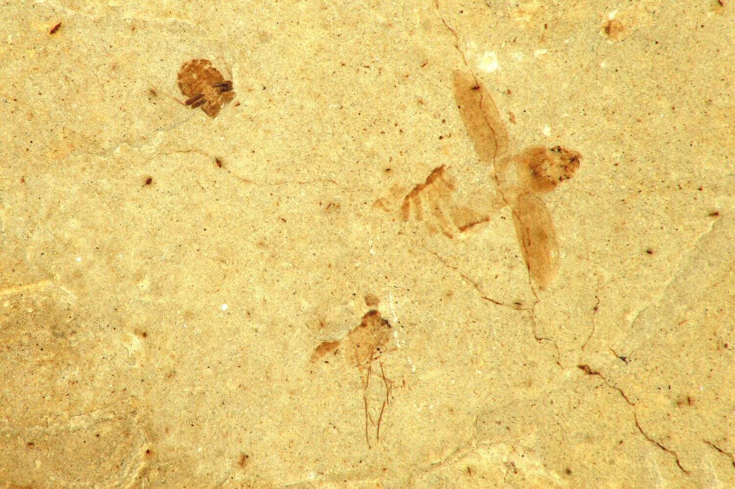 Ancient Bees Turned Fossil Bones Into Homes 20,000 Years Ago