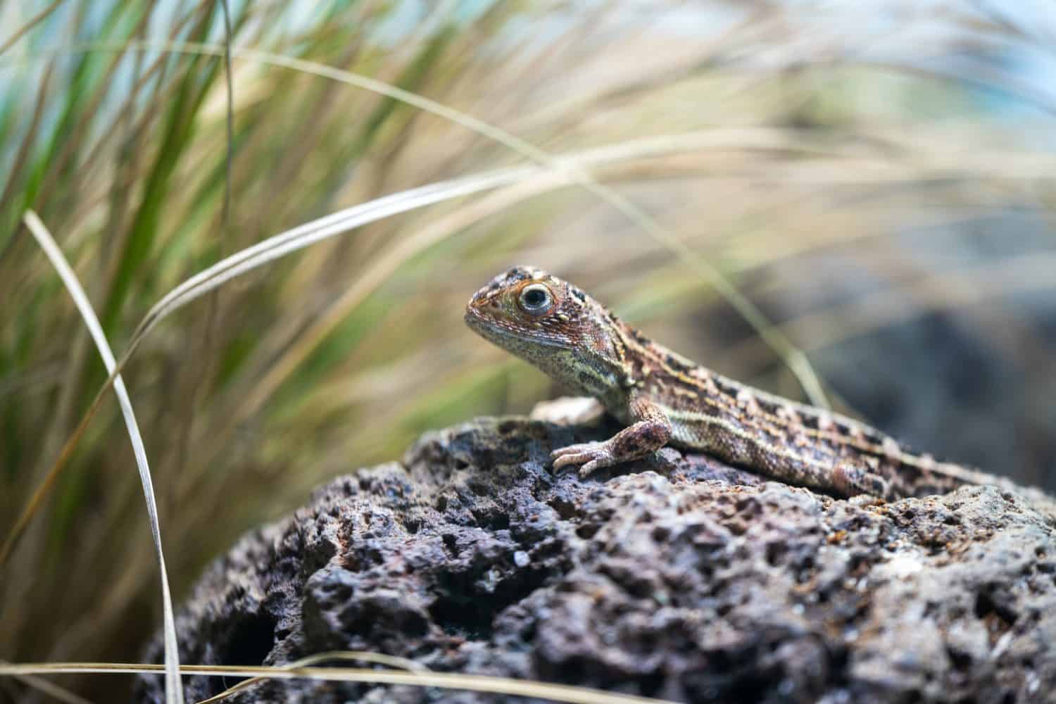 Tiny Dragon Extinct 50 Years Returns, 500 Needed to Survive - Image 4