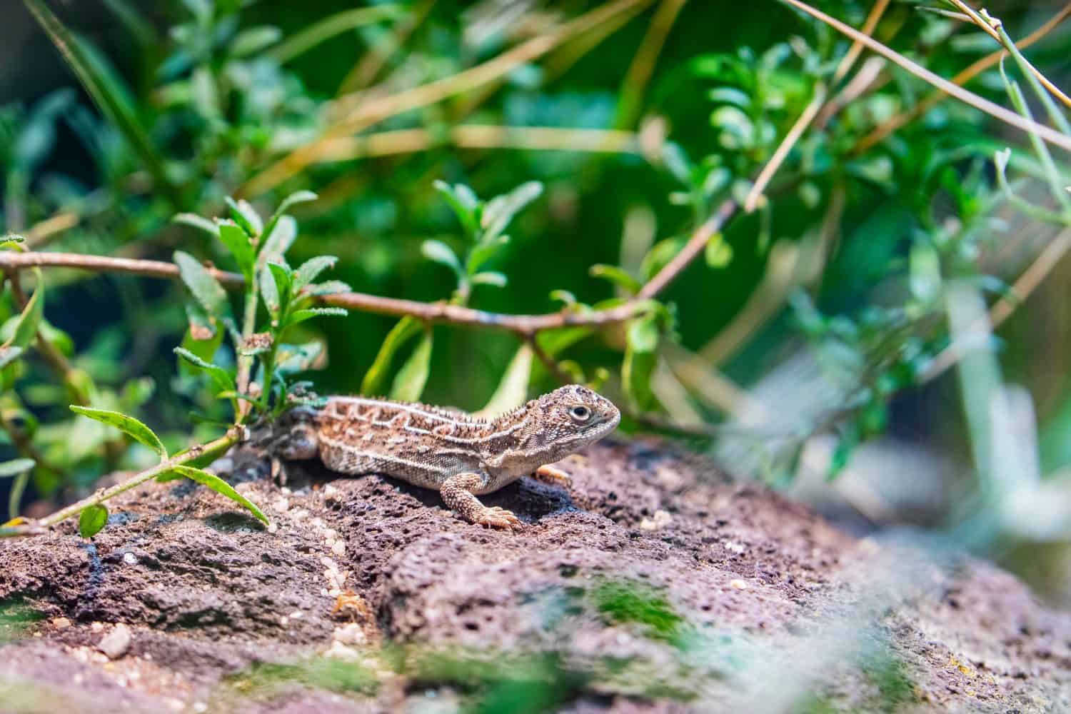 Tiny Dragon Extinct 50 Years Returns, 500 Needed to Survive - Image 2