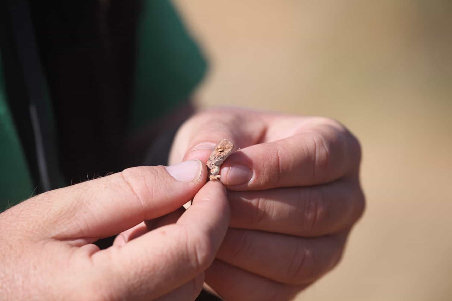 Tiny Dragon Extinct 50 Years Returns, 500 Needed to Survive - Image 3
