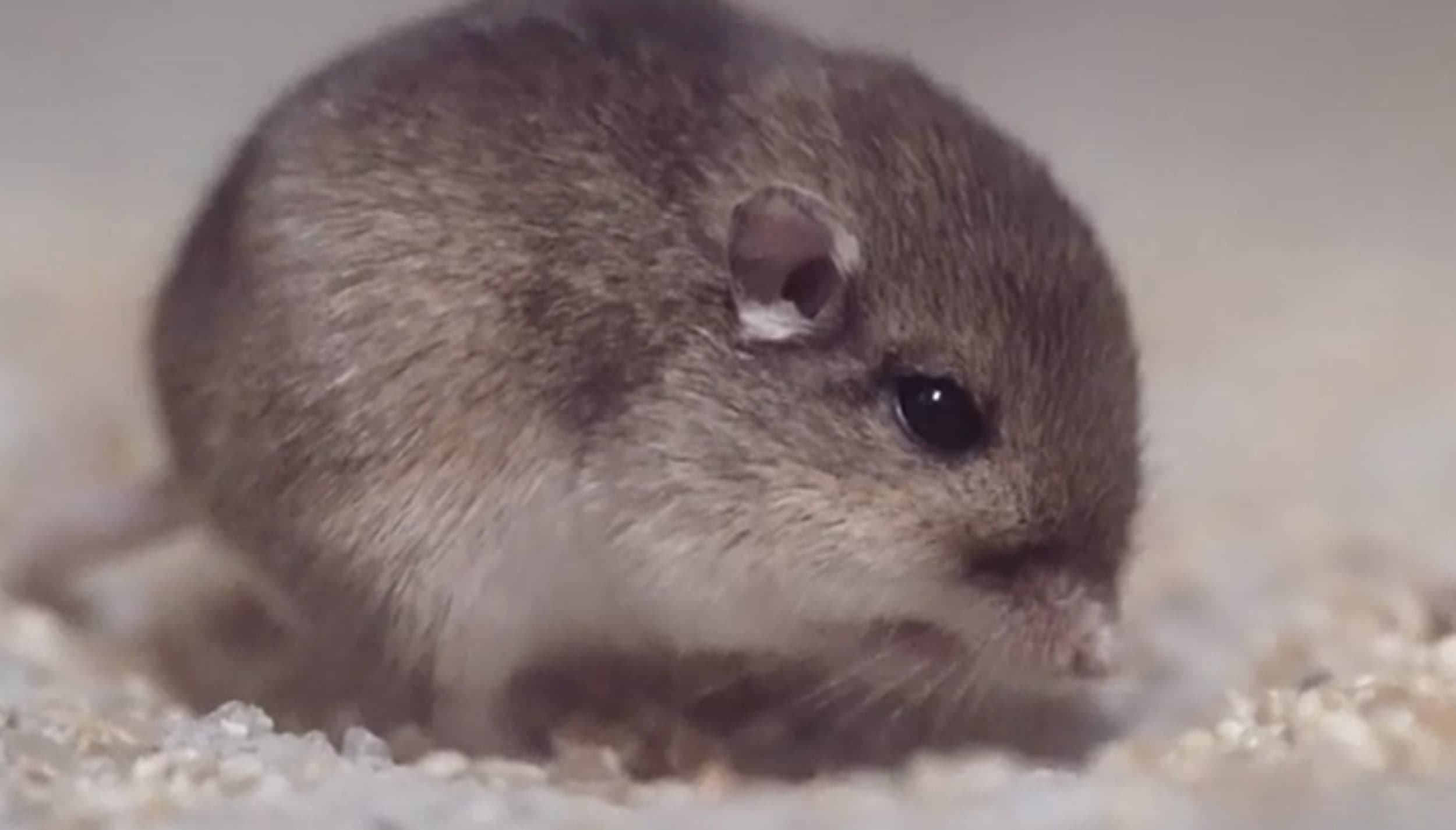 9 Superhero Mice Could Save Endangered California Species