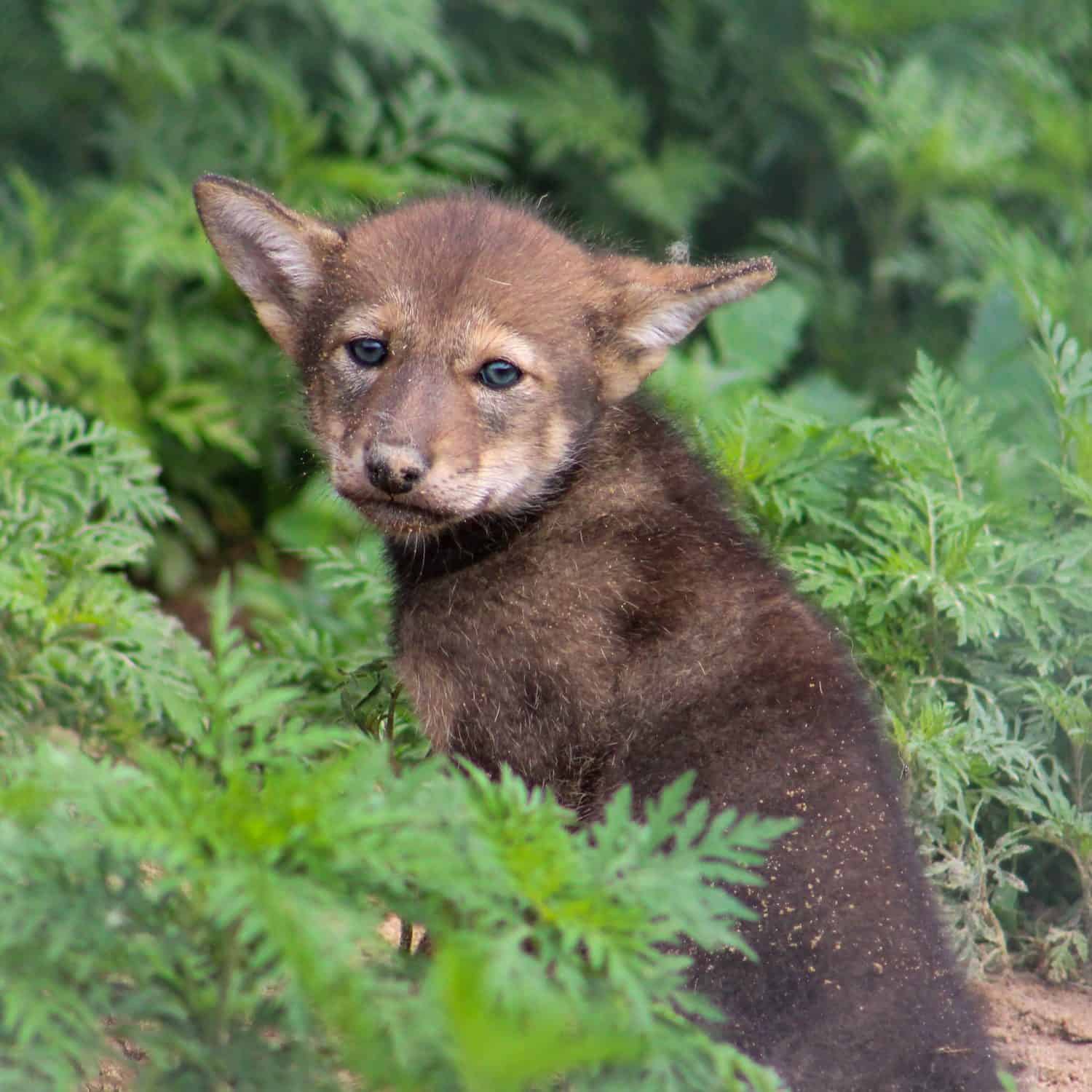 23 Red Wolf Pups Born Wild in North Carolina Recovery Win