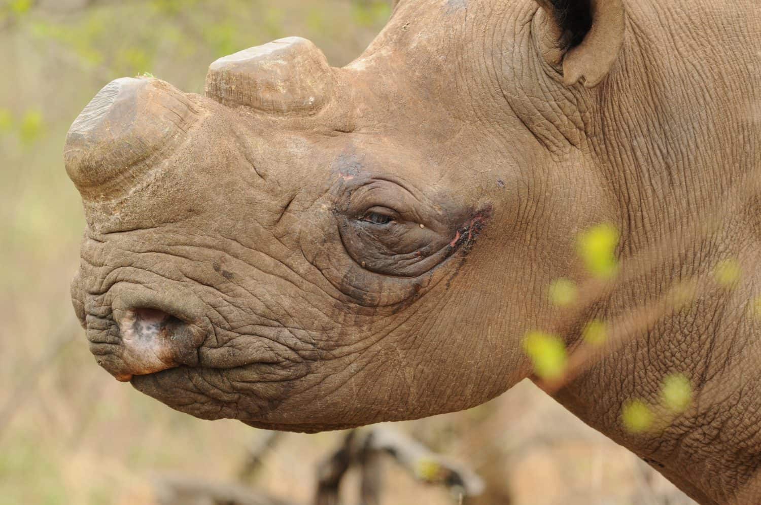 Two Rhino Species Recover From Near-Extinction