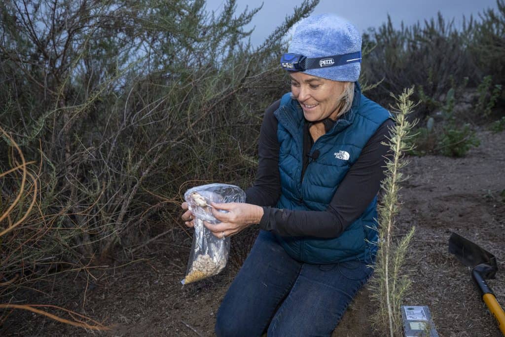 500 Extinct Mice Just Got a Second Chance in California - Image 3