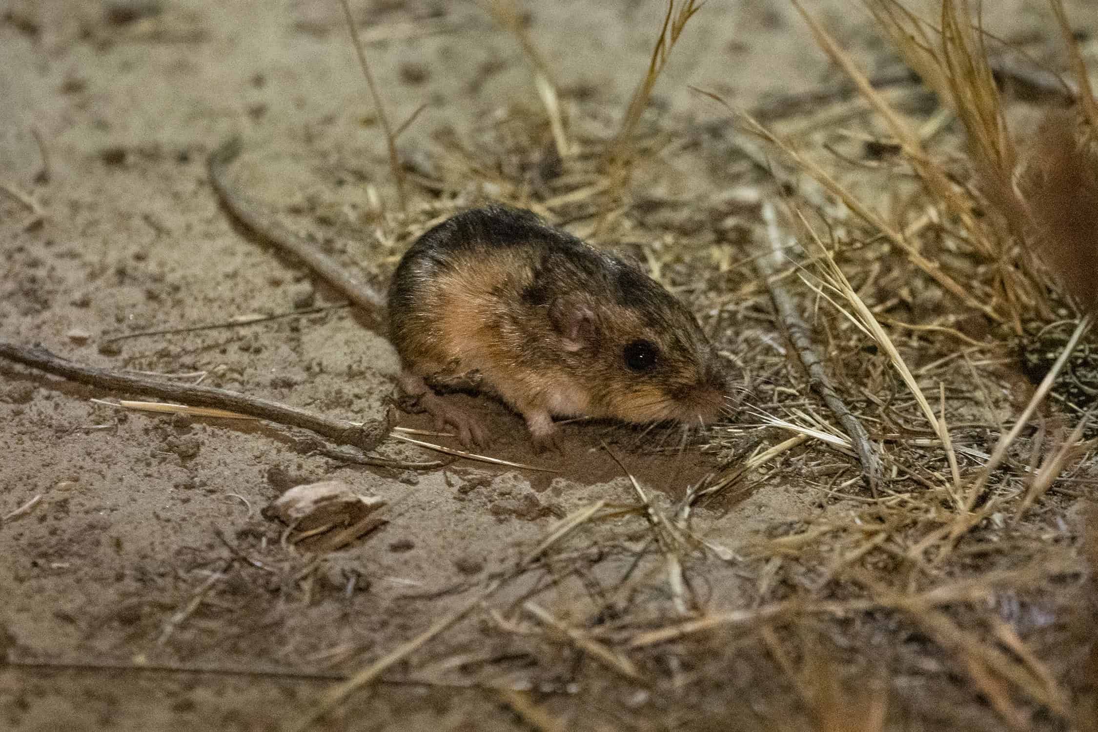 500 Extinct Mice Just Got a Second Chance in California