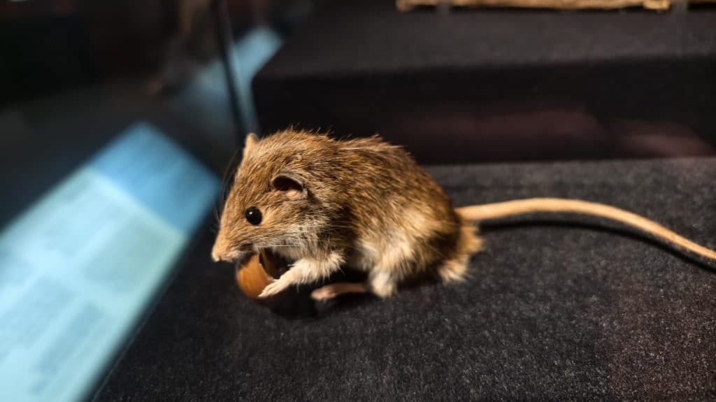500 Extinct Mice Just Got a Second Chance in California - Image 2