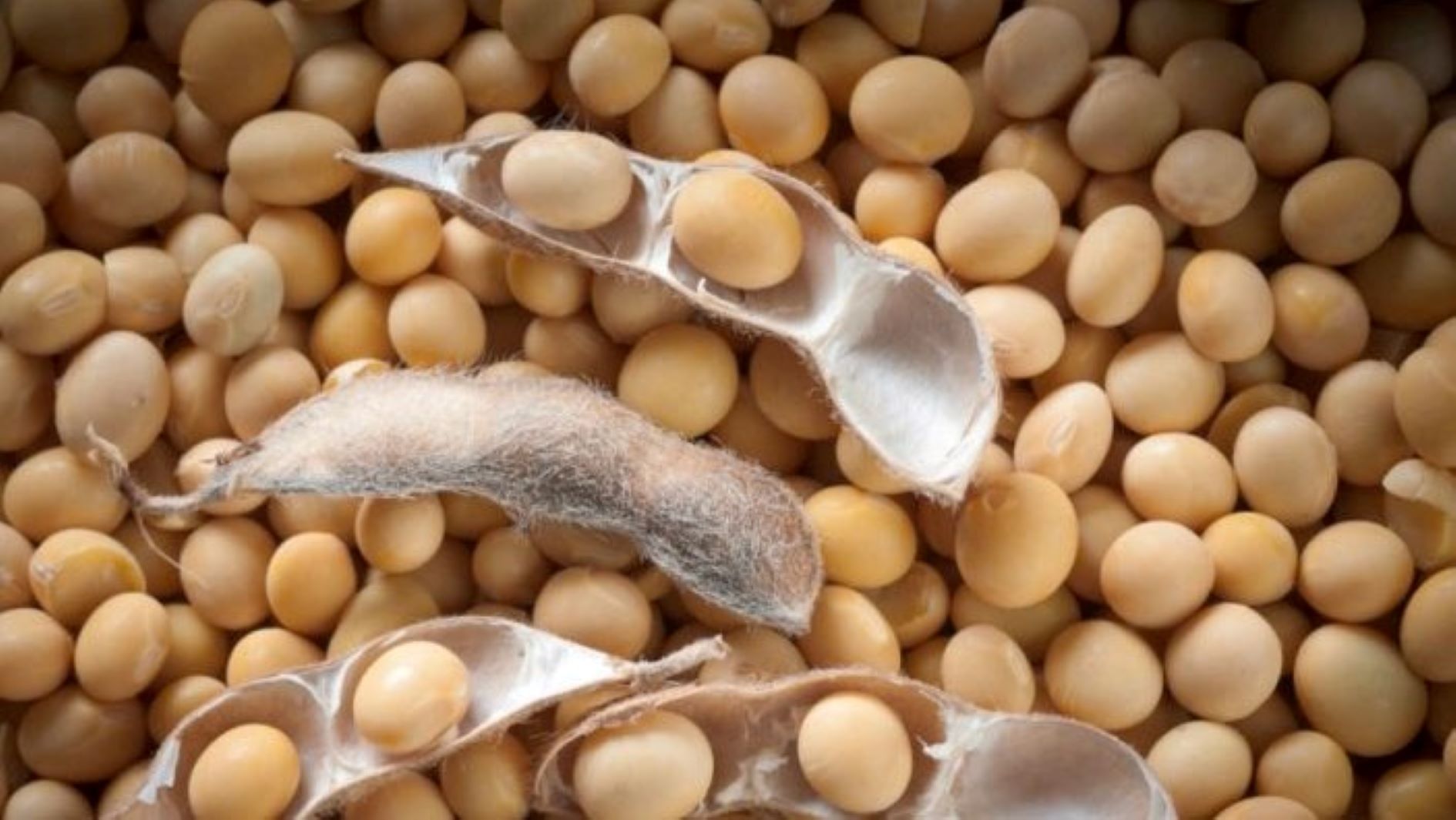 Modern agricultural research facility with controlled environment chambers for accelerated soybean breeding in Zambia