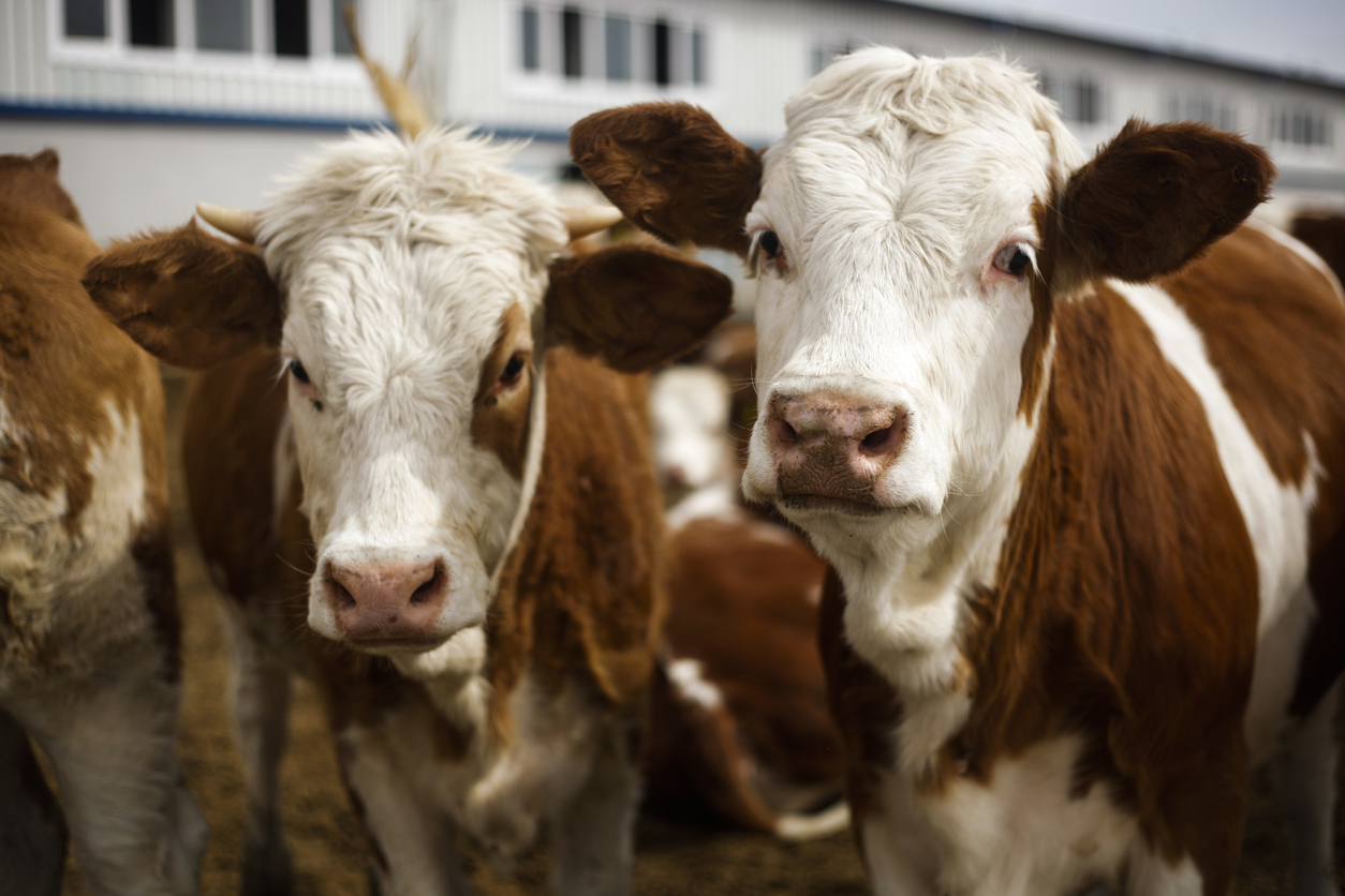 Brazilian Beef Cuts Methane 50% in Groundbreaking Trial