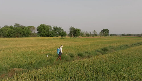 Google and Mitti Labs Cut Rice Methane by 1M Credits