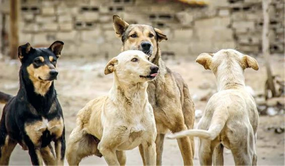 Veterinary team member caring for stray dog during vaccination program in Giza, Egypt