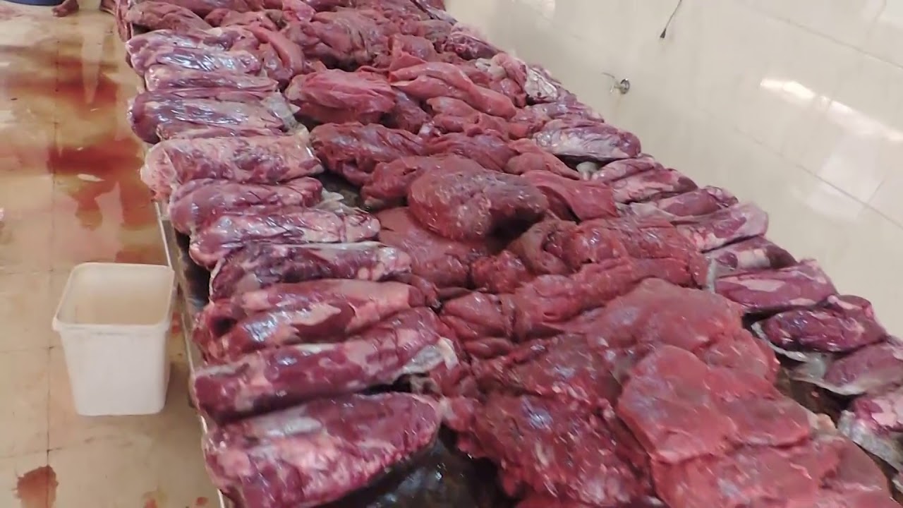 Egyptian food safety inspector examining meat products during official restaurant inspection campaign