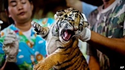Laos Rangers Rescue 294 Animals from Wildlife Traffickers