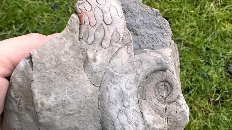 340-Million-Year-Old Fossils Found in English Stone Wall
