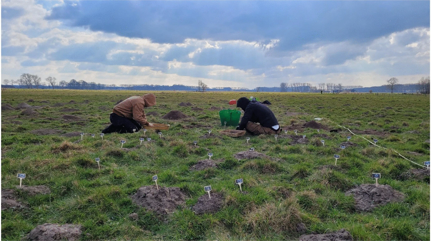 Moles Help Uncover 800-Year-Old Medieval Estate in Belgium