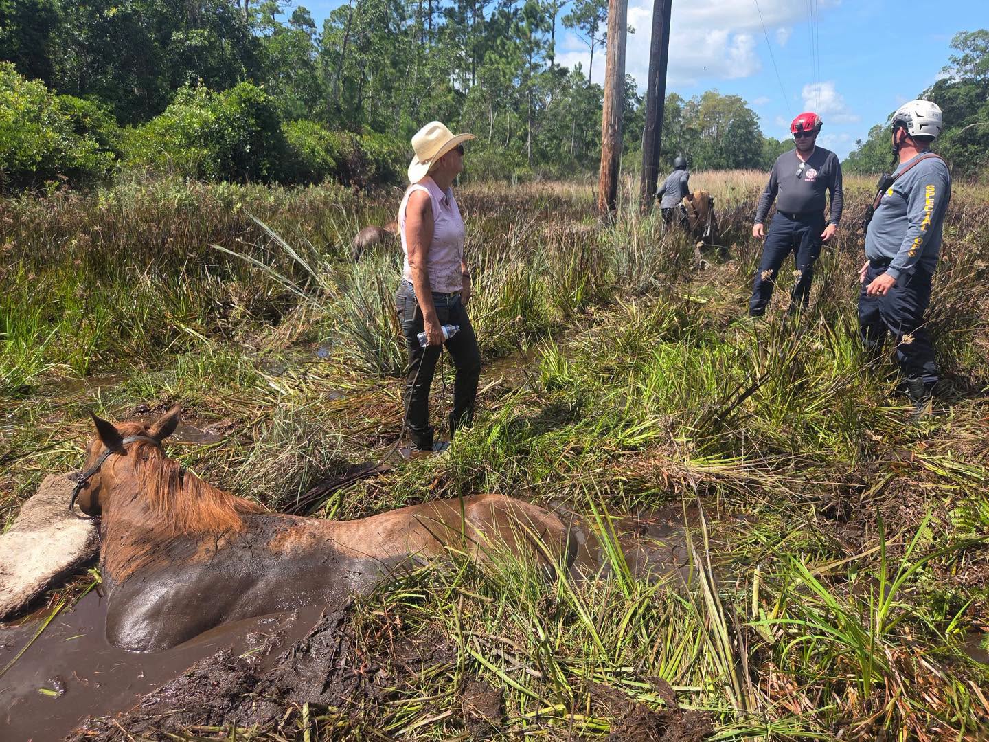 Flagler Firefighters Save Two Horses in Daring Rescue