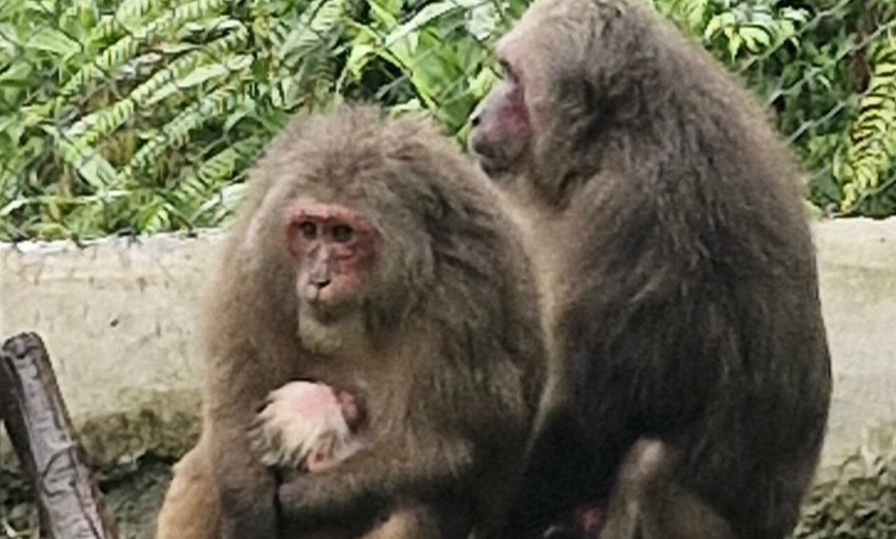 Rare Macaque Birth Marks Conservation Win in Meghalaya