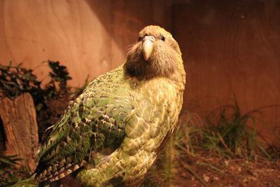 Chubby Green Parrots Bounce Back With 52 New Chicks - Image 2
