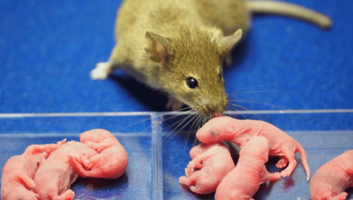 Scientists Clone Female Mice From Males to Save Species