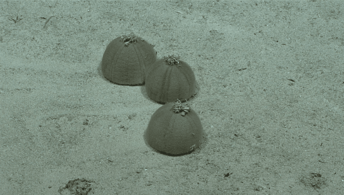 Deep-Sea Urchins Throw Hat Party 1,348 Feet Underwater