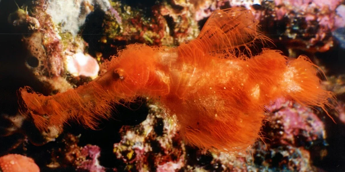 Diver Solves 23-Year Mystery of 'Hairy' Orange Fish