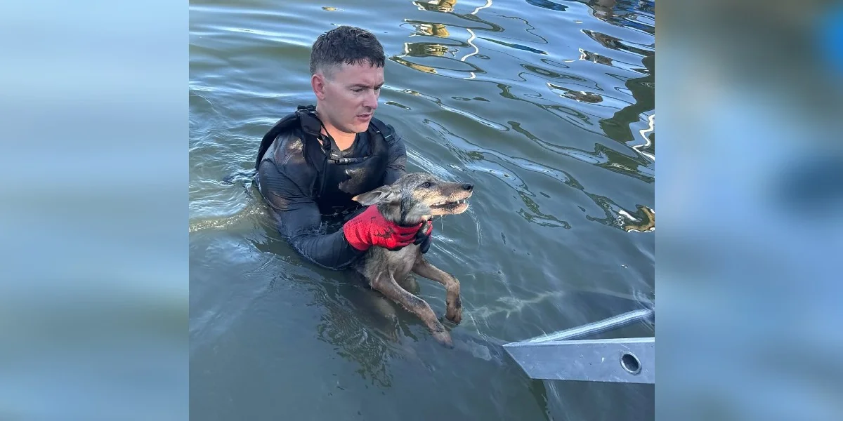 Cape Coral firefighter in gloves carefully holding rescued young coyote wrapped in towel