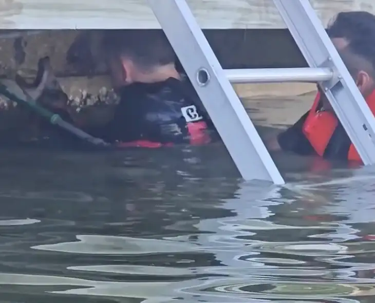 Florida Firefighters Rescue Drowning Coyote Pup From Lake - Image 4