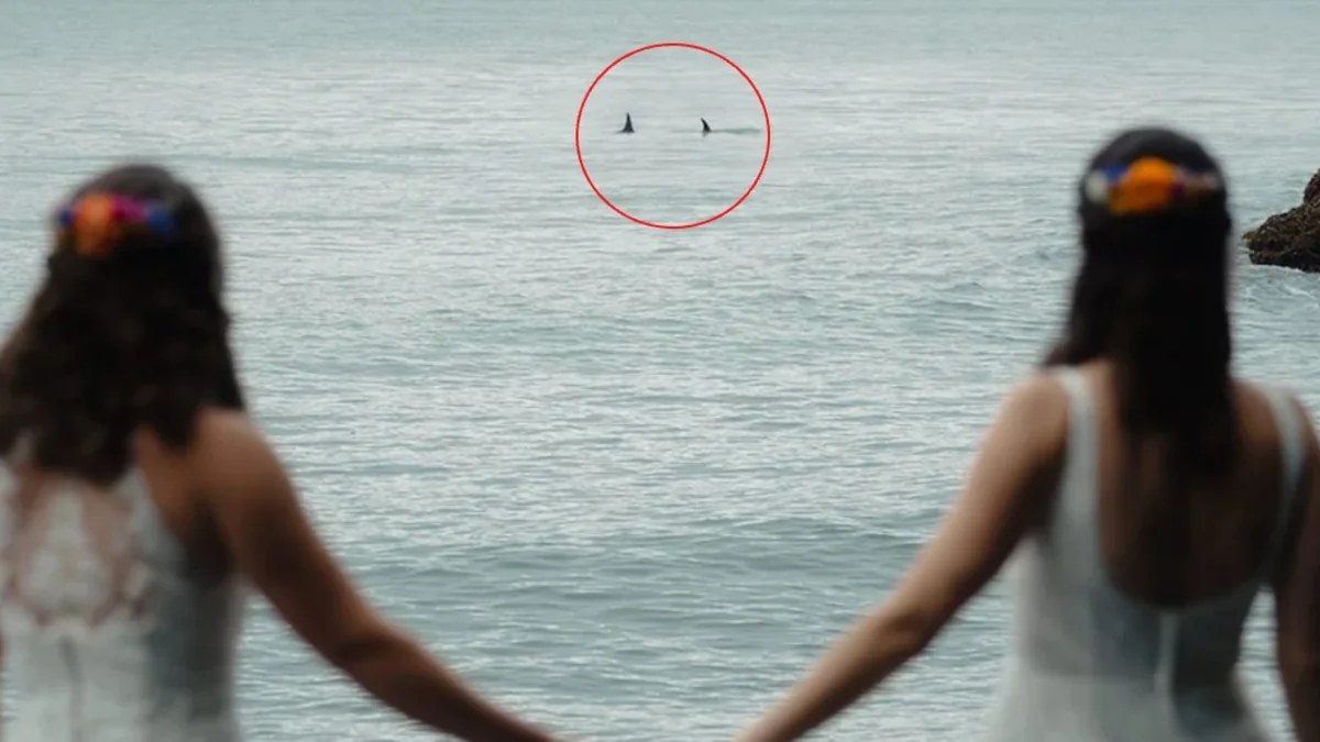 Orcas Crash Alaska Beach Wedding at Perfect Moment