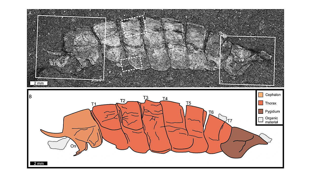 500-Million-Year-Old Fossil Fills Gap in Evolution Story