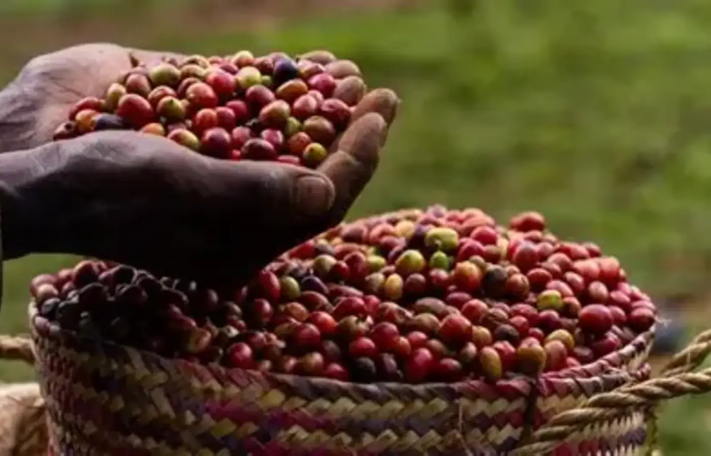 Ethiopia, 5 African Nations Build Coffee Industry Together