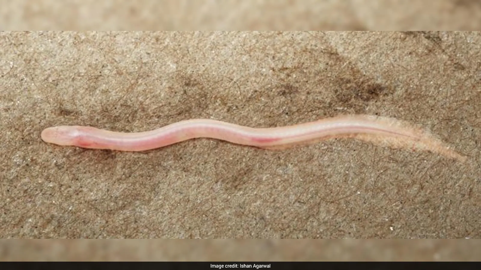 Tiny pale fish resembling an earthworm discovered in underground aquifer near India-Nepal border