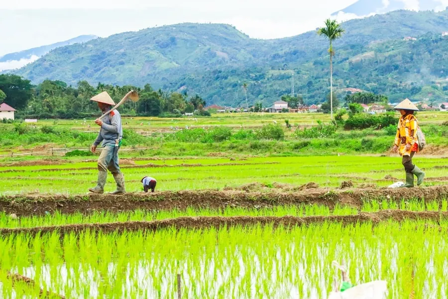 Indonesia Farmers Get Fair Share of Carbon Credit Profits
