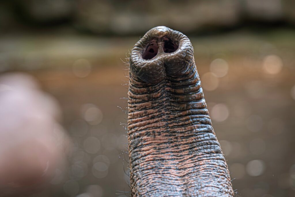 Elephant Whiskers Hold Secret to "Built-In Intelligence - Image 2