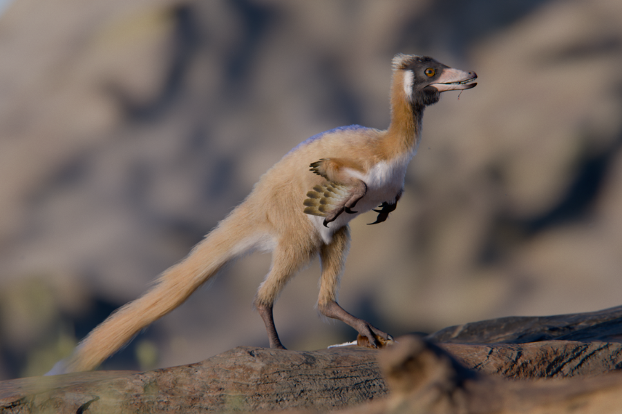Illustration of tiny Alnashetri dinosaur, a long-limbed predator the size of a hamster