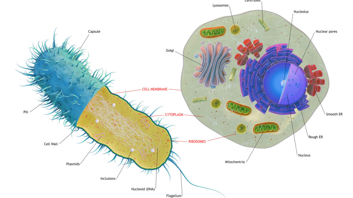 Scientists Discover Our Cells Are a Biological Reunion