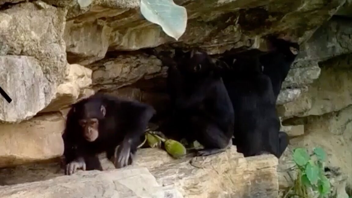 Chimp Moms Teach Their Kids to Use Tools Like Humans Do