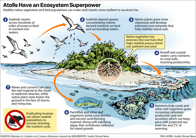 Bringing Seabirds Back Could Save Sinking Atoll Islands - Image 3