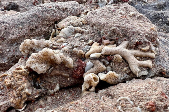 Bringing Seabirds Back Could Save Sinking Atoll Islands - Image 2