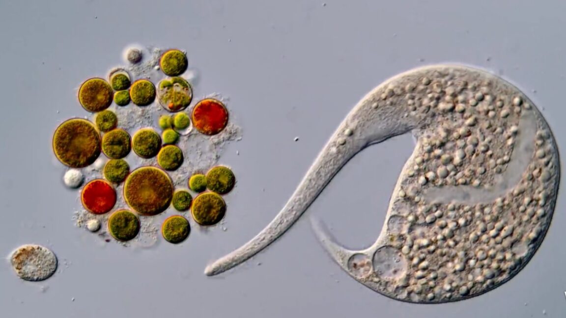 Vietnam Researcher Wins Nikon Microscope Video Competition