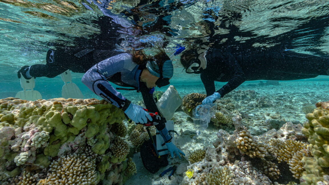 Tropical atoll island surrounded by turquoise water with healthy coral reef and seabirds flying overhead